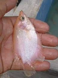 Check spelling or type a new query. Jenis Jenis Ikan Gurame Dan Cara Merawatnya Agar Cepat Besar