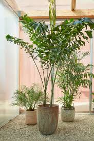 Maybe you would like to learn more about one of these? Favorite Houseplants For Direct Sun Flora Grubb Gardens