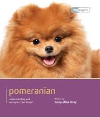 They are friendly and ready. Pomeranian Dog Price In India
