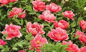 Check spelling or type a new query. Seasonal Gardening May In The Flower Garden