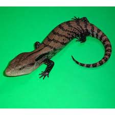 Image result for Isoglossa pawekiae