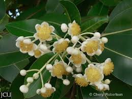 Image result for Calophyllum inophyllum
