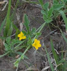 Image result for Cucumis quintanilhae