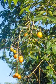 Image result for Spondias