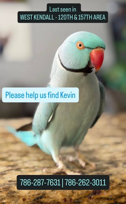 An image of a Blue Indian Ringneck parrot with the text Please help us find Kevin. Kevin has gone missing and this is his missing poster