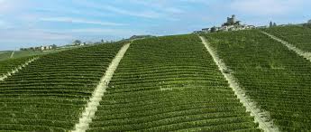 Image result for Vigna