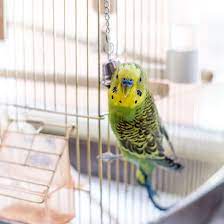 How Long Is A Bird S Lifespan