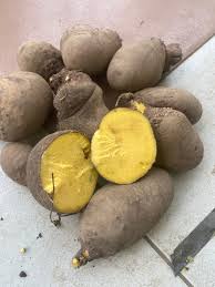 Image result for Dioscorea dumetorum