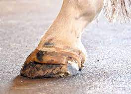 The Frustrations Of White Line Disease The Horse