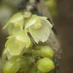 Image result for Rhipidoglossum kamerunense