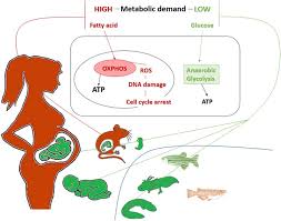 This is in contrast to the human (mammalian) heart that. Evolution Comparative Biology And Ontogeny Of Vertebrate Heart Regeneration Npj Regenerative Medicine