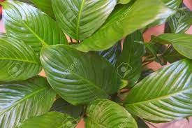 Artificial flower,wedding flower decoration,wedding decoration,wedding supplies,wedding flower wall. Close Up Of The Green And Large Leaves Of A Peace Lily Or Espatifilo Stock Photo Picture And Royalty Free Image Image 119624816