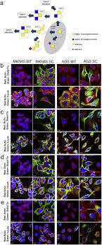 Fortunately, you can stop an aggressive cat before cats can also be fearful of noises, so only use a loud noise if the cat is acting aggressively and you're afraid it could hurt someone, including another. O Glycans Truncation Modulates Gastric Cancer Cell Signaling And Transcription Leading To A More Aggressive Phenotype Ebiomedicine
