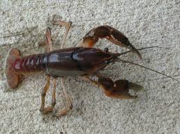 Parkhill Prairie Crayfish Identification Dfw Urban Wildlife