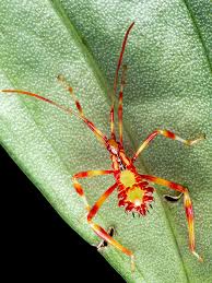 Image result for Terminalia macroptera