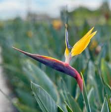 Image result for Strelitzia