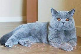 Pin By Damla Kuntalp On British Cats British Shorthair Cats Grey Cats Cute Cats
