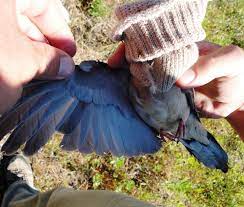 Mourning dove babies are not very consistent with the time required for the babies to fledge. Eurekalert Science News Releases