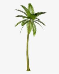 If you find any inappropriate image content on clipartmax.com, please contact us and we will take appropriate action. Palm Trees Png Images Free Transparent Palm Trees Download Kindpng