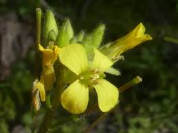 Image result for Sisymbrium orientale