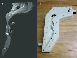 See more ideas about nasal cavity, sinus cavities, anatomy. A The Bisected 3d Model Of Human Airway A I Nostril A Ii Download Scientific Diagram