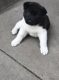 For sale is a tour ep by say anything. Akita Puppy Dog For Sale In Downey California