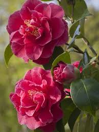 Camellia Williamsii William Carlyon U K 1973 Beautiful Pink Flowers Amazing Flowers Camellia Flower