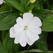 Image result for Impatiens irvingii