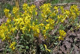 Image result for Corydalis