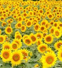  140 Flowers Ideas Flowers Photography Flowers Plants