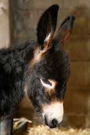 Poitou Donkey Animals Beautiful Baby Animals Cute Animals
