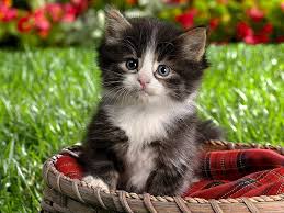 Can be picked up at i have this beautiful grey and white patterned male kitten for sale. Baby Kitten Long Coated Brown And White Kitten Animals Cat Baby Kitten Hd Wallpaper Wallpaperbetter