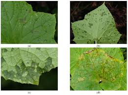 Image result for mildew on cucumbers