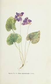 Pin On Botanicals