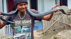Ular sawa bola adalah haiwan peliharaan eksotik yang terkenal dalam kalangan pemula. Maut Dibelit Ular Sawa Peliharaan