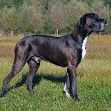 The great dane is probably the product of the ancient molossus war dog and maybe the greyhound. 15 Tallest Dog Breeds Great Dane Greyhound And More