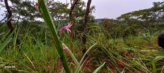 Image result for Cyphia mazoensis