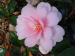Maybe you would like to learn more about one of these? Shrubs Beginning With C Garden Shrubs A Z Listing