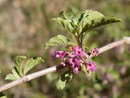 Image result for Lippia abyssinica