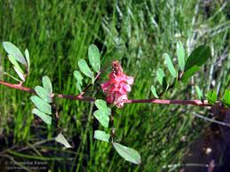Image result for Indigofera hendecaphylla