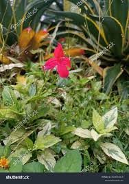 Image result for Ruellia brevifolia