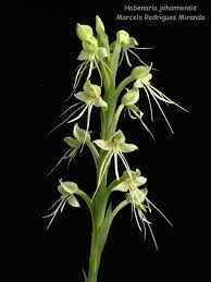 Image result for Habenaria aberrans