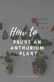 How To Prune An Anthurium Pot Plant A Few Tips Anthurium Plant Anthurium Anthurium Flower