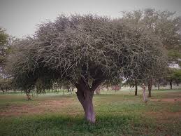 Image result for Boscia albitrunca