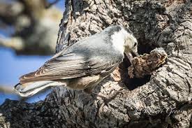 Maybe you would like to learn more about one of these? White Breasted Nuthatch A Tale Of Avian Home Invasion Robert Groos Photography