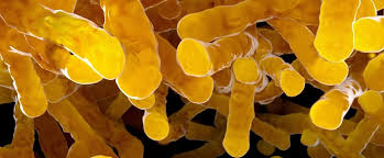 How bad is a urine culture: Retrospective Of The Importance Of Escherichia Coli In Human Health