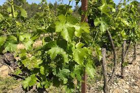 Reduce the number of vines to no more than two or three shoots extending from the main trunk of. Better Wines Among The Pines Agroforestry Can Climate Proof Grapes French Researchers Show