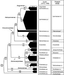 Image result for Astripomoea lachnosperma