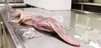 See more ideas about goblin shark, shark sport watch, shark watches. This Rare Alien Like Goblin Shark Has Been Found Off The Coast Of Australia