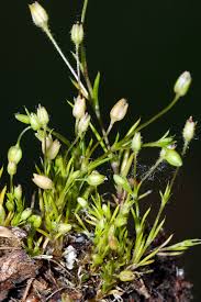 Image result for Sagina abyssinica